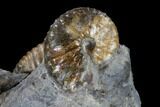 Fossil Ammonite And Whelk Cluster - South Dakota #115076-2